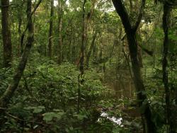 Unikátní tropický deštný prales v rezervaci Dja v jihovýchodním Kamerunu. - Cestovinky.cz
