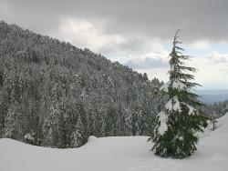 Zimní měsíce v pohoří Troodos na Kypru - Cestovinky.cz