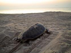 Mořská želva na pláži v Ras-Al-Hadd u města Súr v severovýchodním Ománu. - Cestovinky.cz