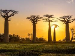 Baobaby v Jižní Africe - Cestovinky.cz