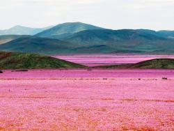 Puna de Atacama - Cestovinky.cz