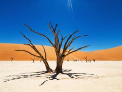 Deadvlei v Namibijské poušti - Cestovinky.cz