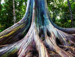 Eucalyptus deglupta  - Cestovinky.cz