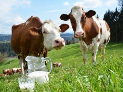 Švýcarské údolí Emmental - Cestovinky.cz