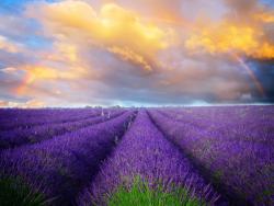 Levandulová pole ve francouzské Provence - Cestovinky.cz